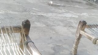 Beautiful dove kabotar