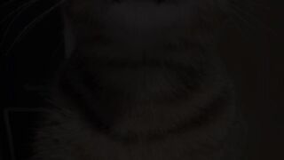 GATOS FOFO