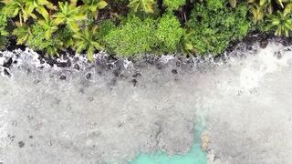Waves Of The Sea Kissing A Shoreline Of Trees
