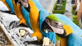 Macaw parrot yellow and blue colors beautiful parrots 2023