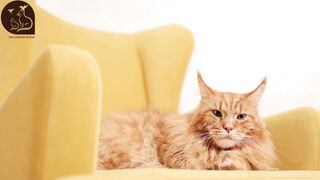 funny & cute cats#01