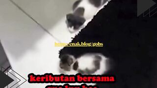 Anak kucing satu ini gayanya udah kayak jagoan