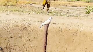 So interesting  video