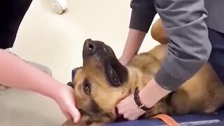 This Vet is a Legend