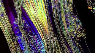 Brainstems Hidden World Neuronal Communication for Lifes Basic Functions (Neuroscience Revealed)