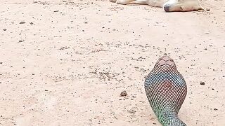 Vidéo super virale et drôle, animaux incroyables shortsviralvideofunny