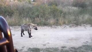 Funny Hyenas