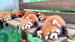 Red Panda