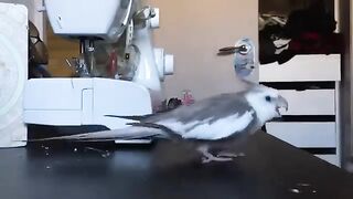 Magic Birds