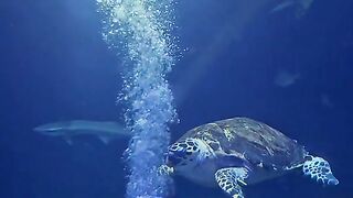 Tortoise having oxygen bath