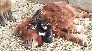 Animals Farm House