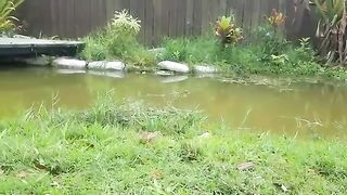Crocodile Funda