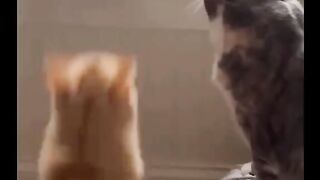 Cat Thats so funny