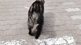 Fun Video 6