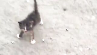 Fun Video 7