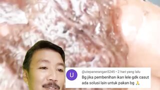 Pembenihan ikan lele tanpa cacing sutera, apakah bisa