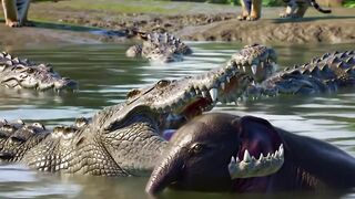 crocodile preys on baby elephant