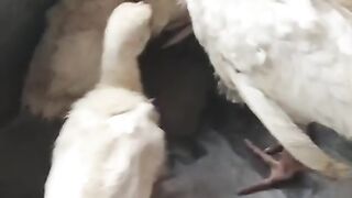 Teetar teetar 3