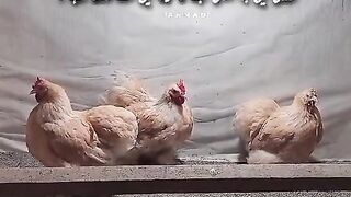 Chicken for you