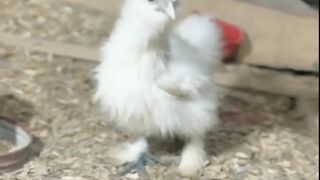 White chicken 2