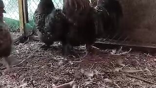 Two are chicken