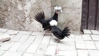 White botaki