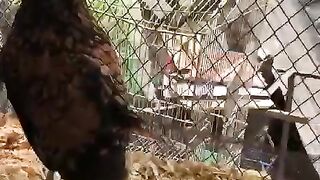 Chicken chicken 3