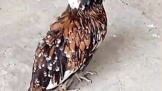 Chicken sir hjkk