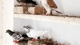 Shelf kabootar