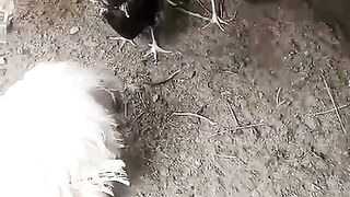 Many chicken