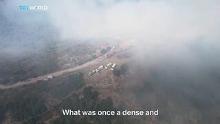 Syria's Wildfire Crisis Escalates, Threatening Communities and Wildlife