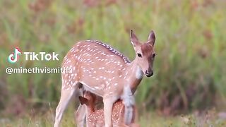 Beautiful animals of jungle