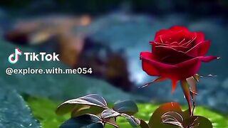 Islamic video 523