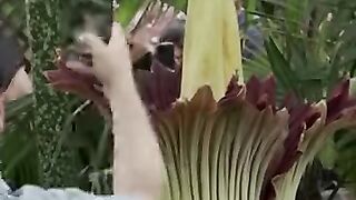 San Francisco's Rare Corpse Flower Blooms with a Pungent Surprise