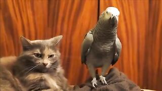Parrot Vs Cat