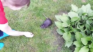 Fat Black Cat