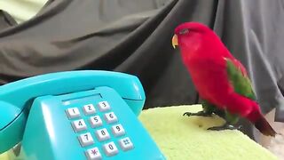 Red Parrot