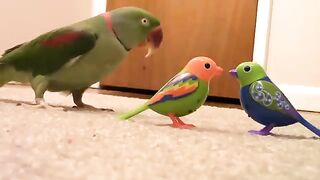 Funny Nice Parrots