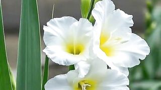 Flower 44