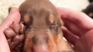 le plus gros pitbull