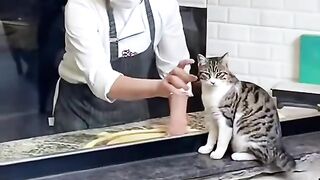 ИСТАНБУЛ - СТОЛИЦАТА НА КОТКИТЕ