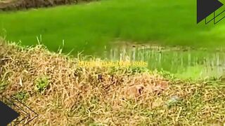 Dipanggil Toyo langsung nyamperin majikannya!