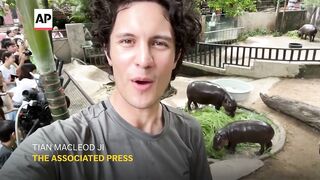 Baby pygmy hippo sensation Moo Deng celebrates first