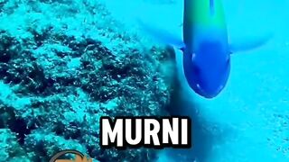 TAU KAH KAMU PASIR PUTIH TERBUAT DARI APA ?
