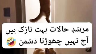 Cat dog funny video 2