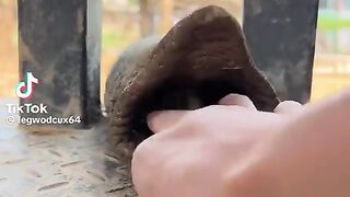 POV Feeding an Elephant - The Cutest Trunk!  FunFM