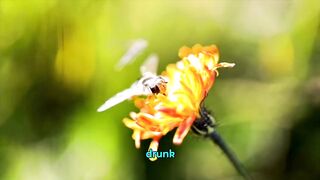 Did you know the secret of the drunk bee?