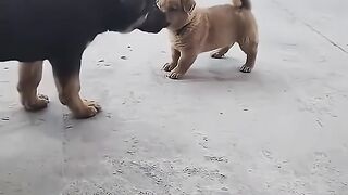 funny dog 25