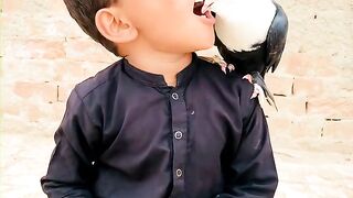bacche ki Kabootar se dosti