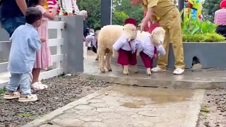 holmat pada pak gulu